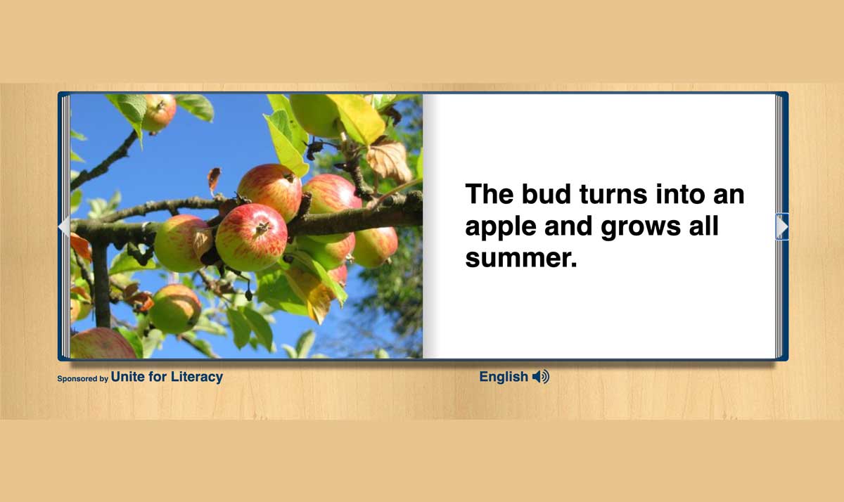 The apple bud turns into an apple and grows all summer
