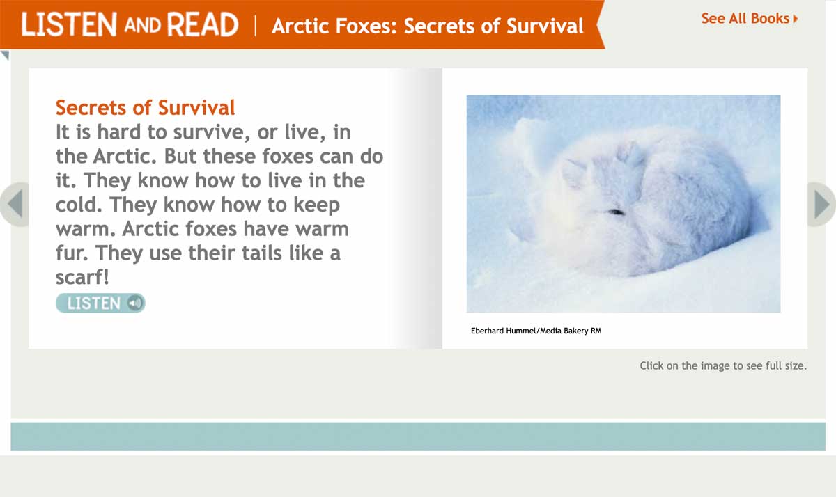 Arctic Foxes know how to keep warm in the cold and use their tails as scarves.