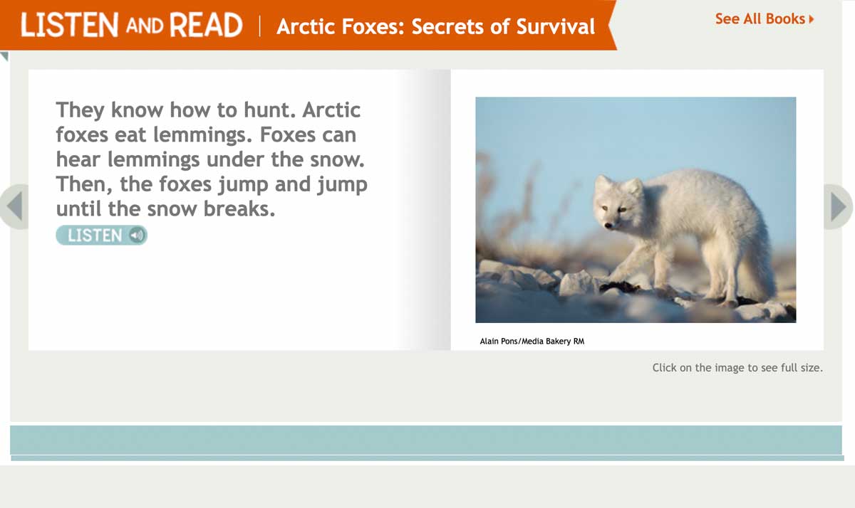 Arctic foxes know how to hunt and eat lemmings.