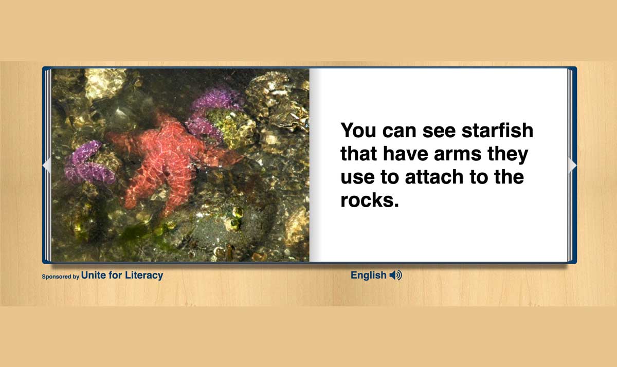 Picture of starfish. You can see starfish that have arms they use to attach to the rocks.