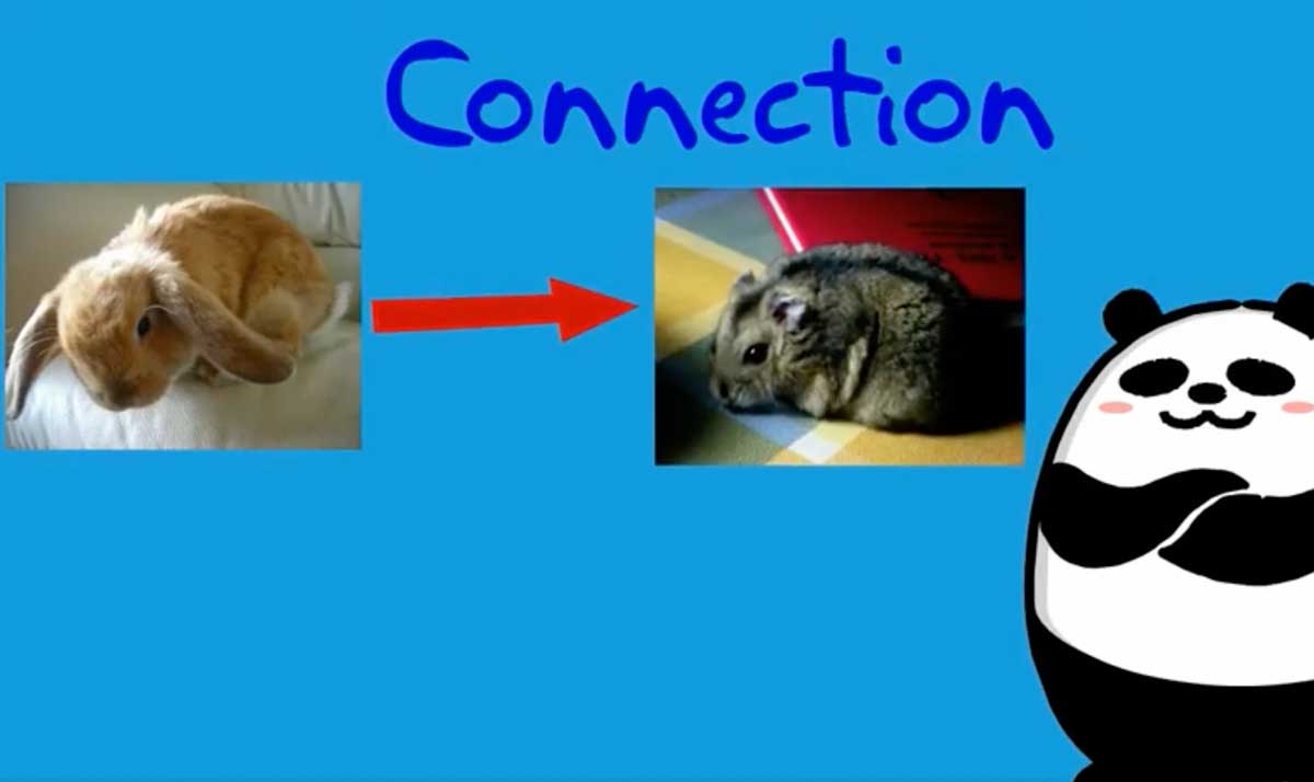 Making connection between a rabbit and hamster.